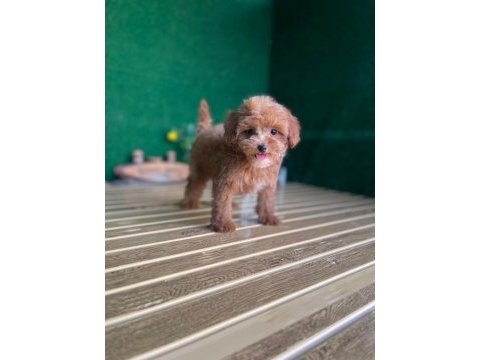 Maltipoo bebeklerimiz referans yavru