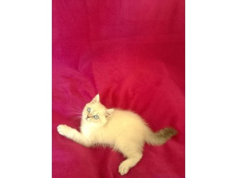 Tatlı bir erkek british shorthair bebiş