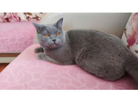 British shorthair uyumlu kedimiz