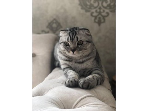 Şaşkına eş arıyorum scottish fold