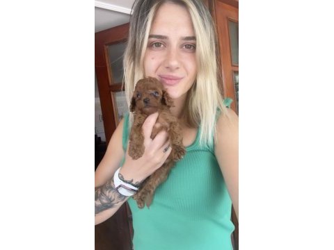 Renk renk toy poodle yavrular