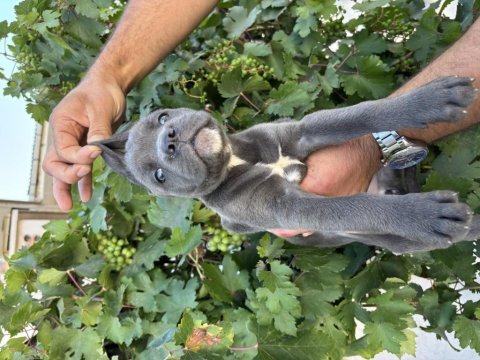 Blue cane corso bebekler