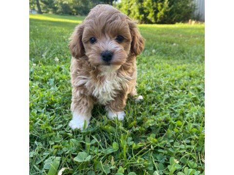 Her renk maltipoo eğitimli ve uygun