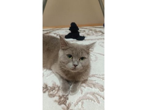 Ücretsiz sahiplendirilecek british shorthair