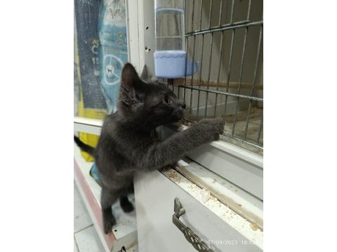 2.5 aylık erkek russian blue