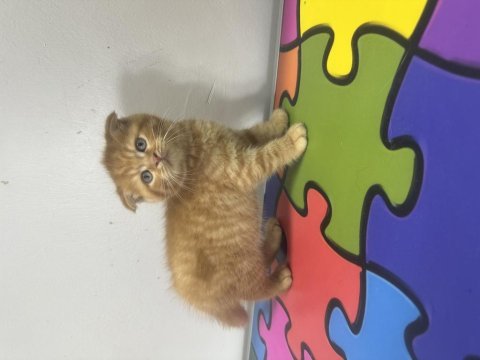Scottish fold erkek yavrular yeni evleri için hazır
