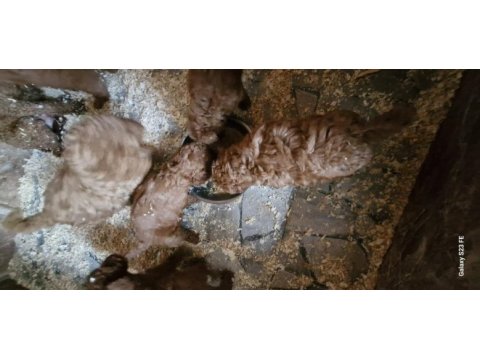 Toy poodle