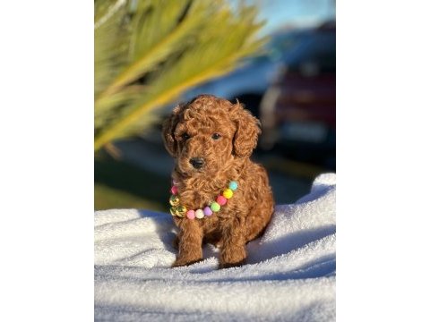 A kalite minyatür boy toy poodle bebeklerim