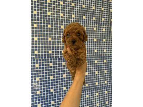 Teacup poodle bebekleri