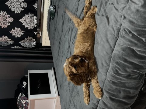 A kalite çok sağlıklı maltipoo