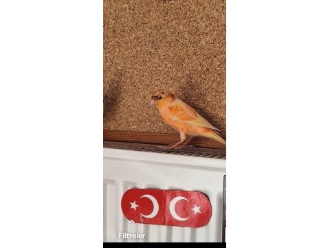 2023 doğumlu erkek almam tepeli kanarya