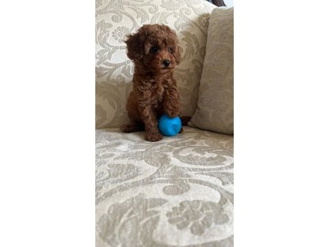 Toy poodle 2 aylık