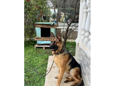 8 aylık erkek alman kurdu masrafsız akıllı yavrumuz