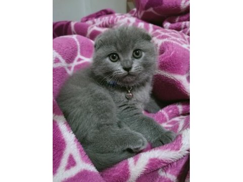 Top kafa ayı surat scottish fold oyuncu bebeğimiz