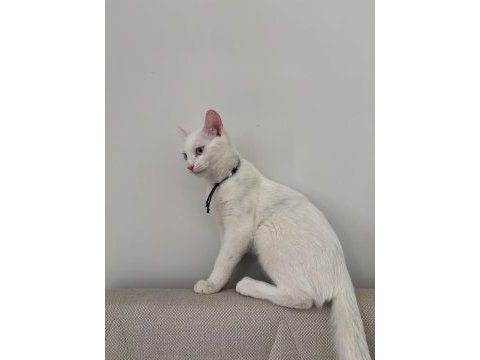 Mavi gözlü beyaz tekir kedi 5 aylık dişi