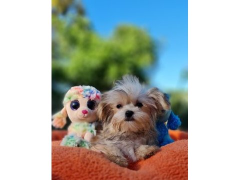 Minik morkie yavrularımız