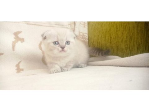 40 günlük blue point yavru kediler