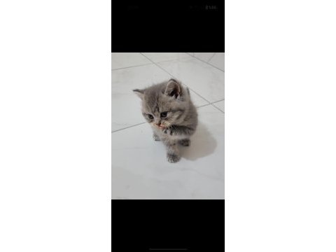 3 aylık iran kedisi