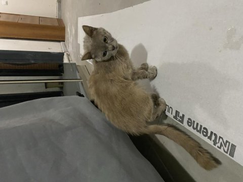 Ücretsiz british shorthair sahiplendirme sokakta bulundu
