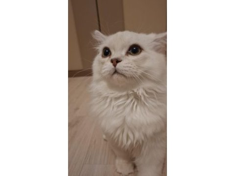 Yavru british longhair
