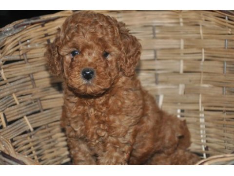 Toy poodle bebekler