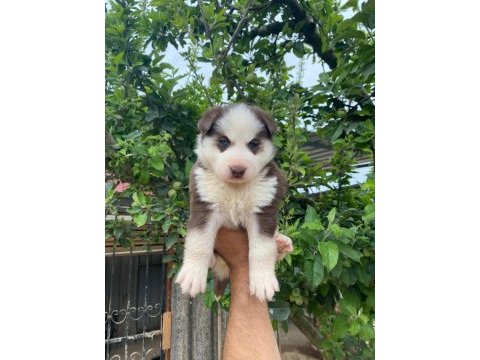 Sibirya husky yavrularımız