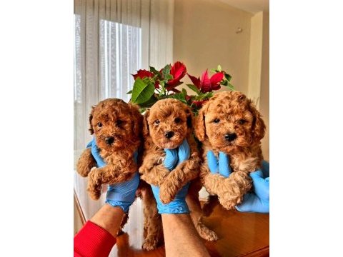 Muhteşem kalitede toy poodle yavrularımız