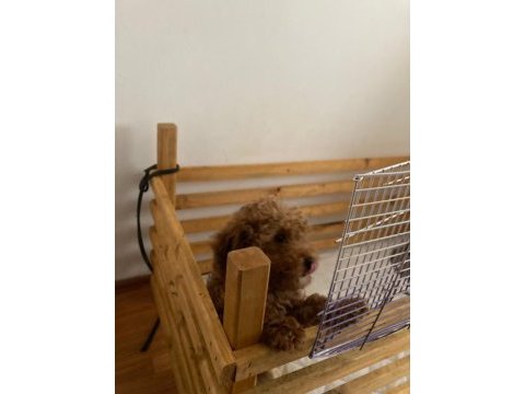 Evden sağlıklı poodle