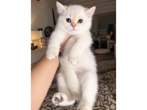 British shorthair golden point mükemmel erkek bebek