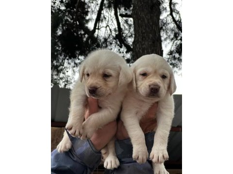 Şampanya labrador jelibonlar