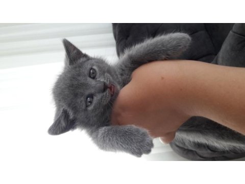 Minik british shorthair kız ailesini bekliyor