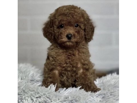 Toy poodle köpekleri