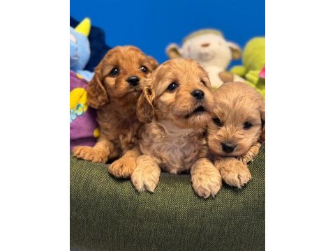 Baby face red maltipoo yavrularımız
