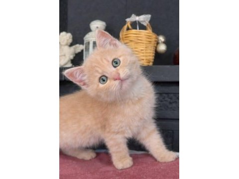 British shorthair 55 günlük