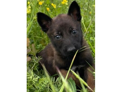 Malinois enerji ve heyecan