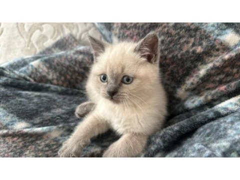 British shorthair 50 günlük bebekler