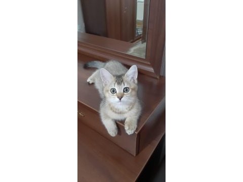 Black golden british shorthair tatlılık