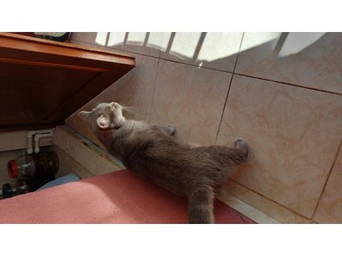 Isparta merkezde british shorthair