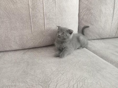 Acil yavru scottish fold