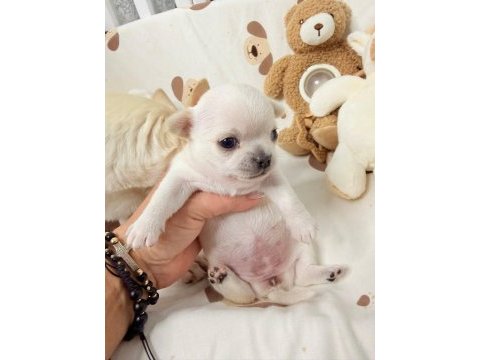 Dünya tatlısı chihuahua yavruları
