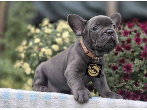 Özel renkler french bulldog yavrularımız