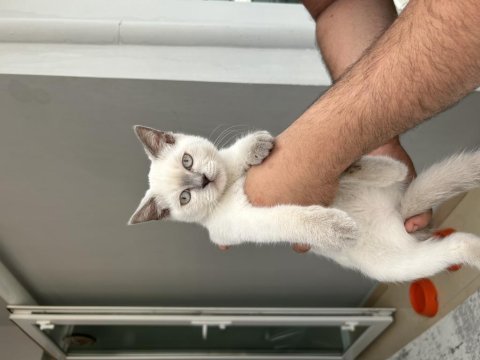 Blue point 5 aylık kedimiz