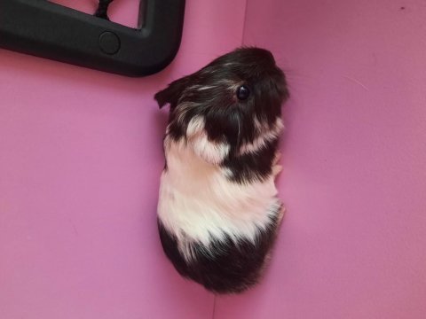 Safkan sheltie ginepig yavrumuz
