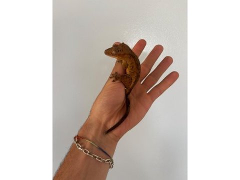 Crested gecko