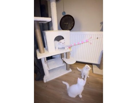 British shorthair ve scottish fold yavru kediler