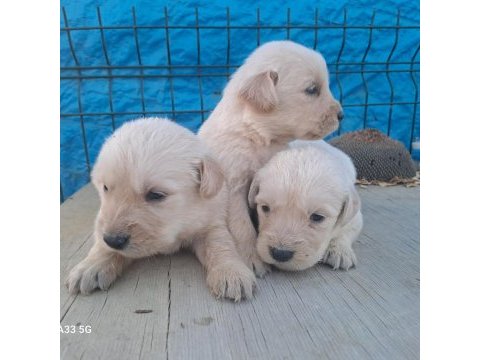 Dişi erkek golden retriever
