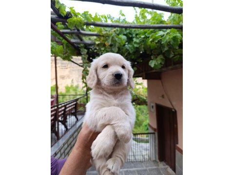 Golden retriever yavrularımız baby face ırk garantili