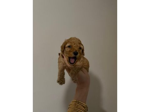Güvenilir ve referanslı çiftlikten toy poodle
