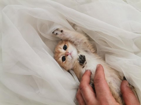 Teslime hazır british shorthair bebekler