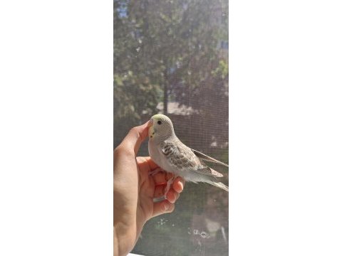 Öğretmenden evde beslenen bakımlı muhabbet kuşları